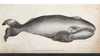 Whales Are Plotting Something